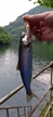 アマゴの釣果