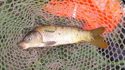 コイの釣果