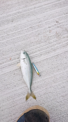 ワカナゴの釣果