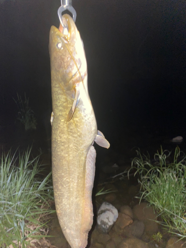 マナマズの釣果