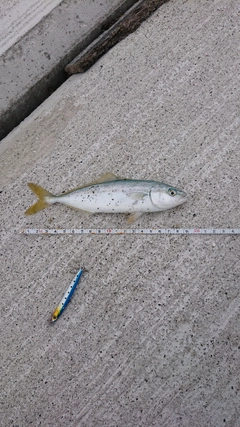 ワカナゴの釣果