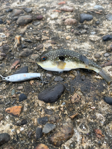 クサフグの釣果