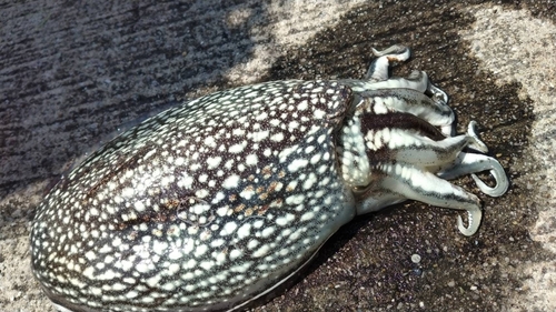 シリヤケイカの釣果