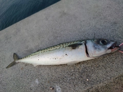 サバの釣果