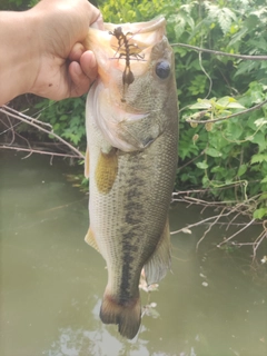 ラージマウスバスの釣果