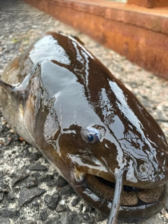 ナマズの釣果