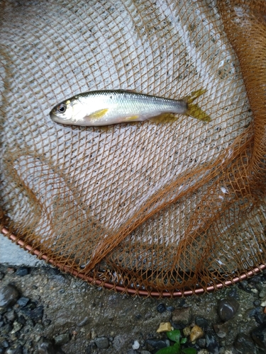 カワムツの釣果