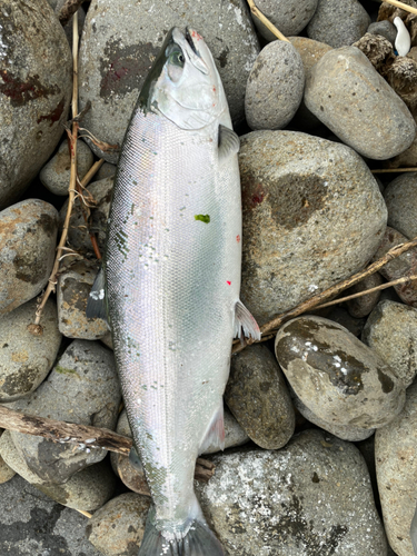 サクラマスの釣果