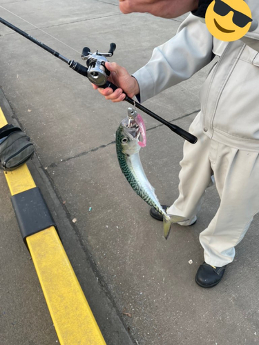 サバの釣果