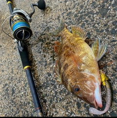 ハマフエフキの釣果