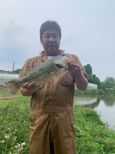 ラージマウスバスの釣果