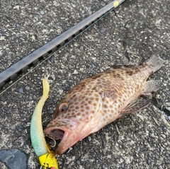 オオモンハタの釣果