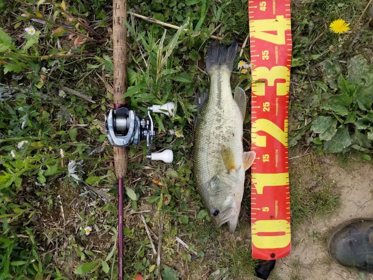 ラージマウスバス