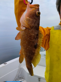 キジハタの釣果