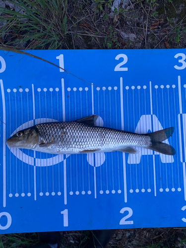 ニゴイの釣果