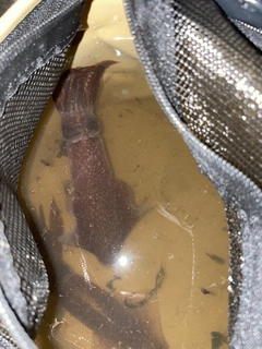 マメイカの釣果