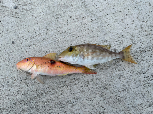 ヒメジの釣果