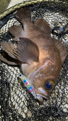 シロメバルの釣果