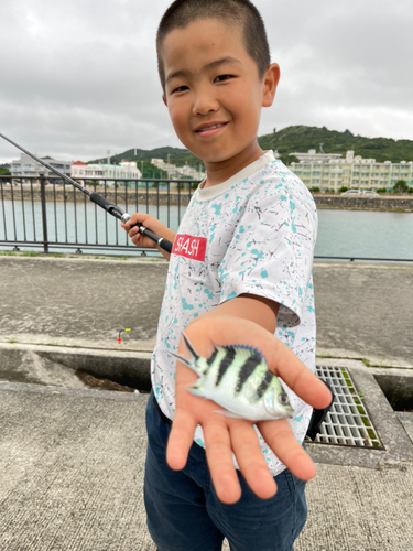 スズメダイの釣果