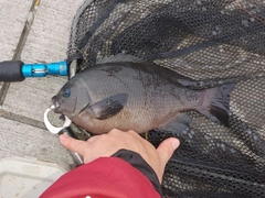 メジナの釣果