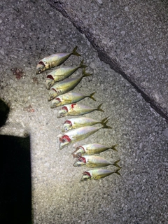 アジの釣果