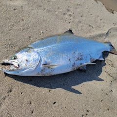 サクラマスの釣果