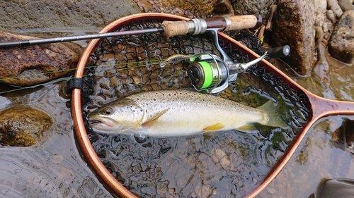 ブラウントラウトの釣果