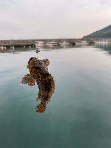 ガシラの釣果