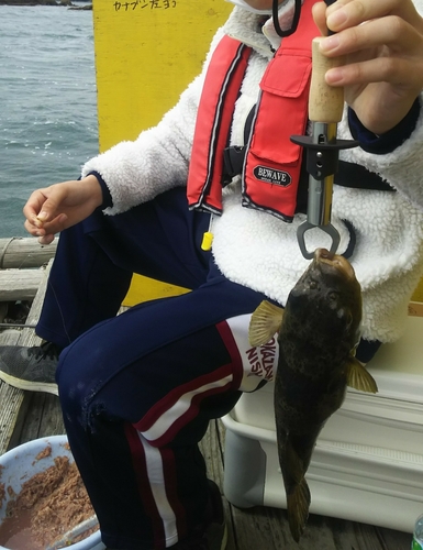 ショウサイフグの釣果