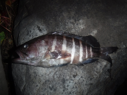 マハタの釣果