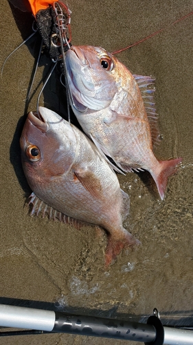 マダイの釣果