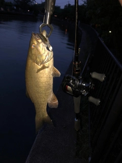 スモールマウスバスの釣果