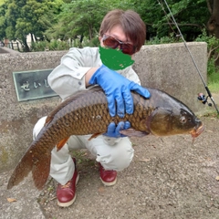 コイの釣果