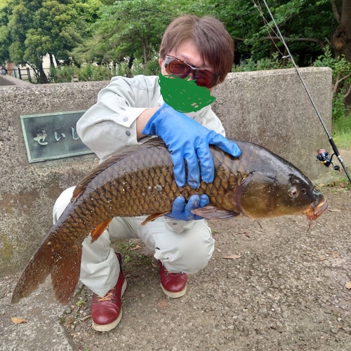 コイの釣果