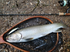 イワナの釣果