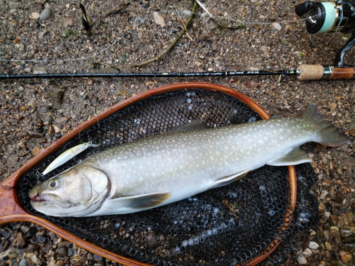 イワナの釣果