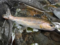 アマゴの釣果