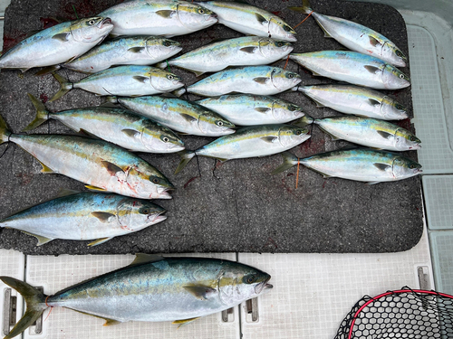 ヒラマサの釣果