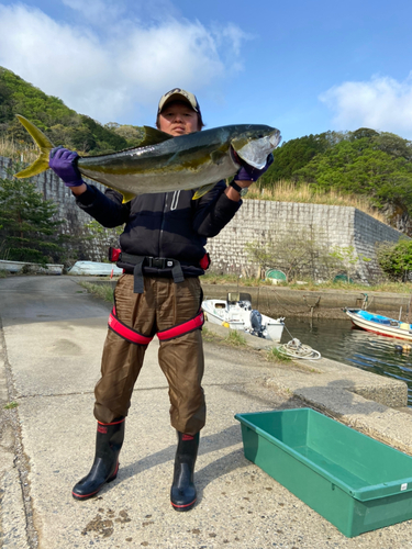 ヒラマサの釣果