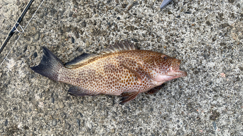 オオモンハタの釣果