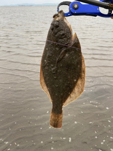 カレイの釣果