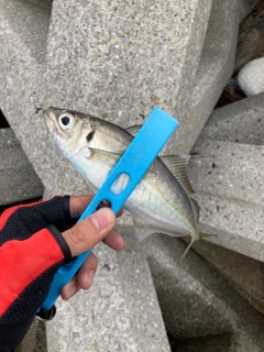 マアジの釣果