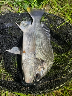 キビレの釣果