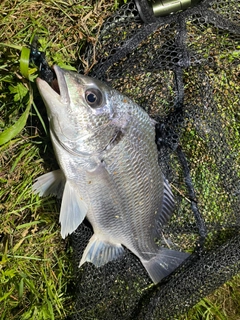 キビレの釣果