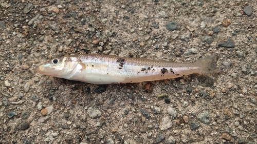 キスの釣果