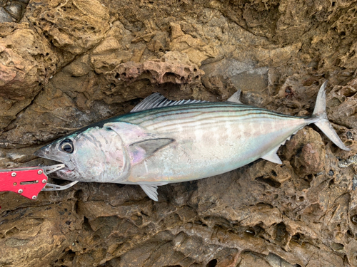 ハガツオの釣果