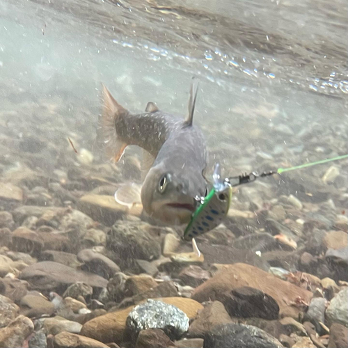 イワナの釣果