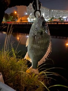 キビレの釣果