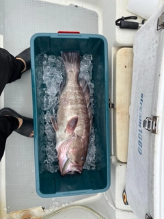 マハタの釣果