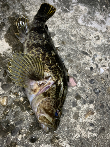 タケノコメバルの釣果